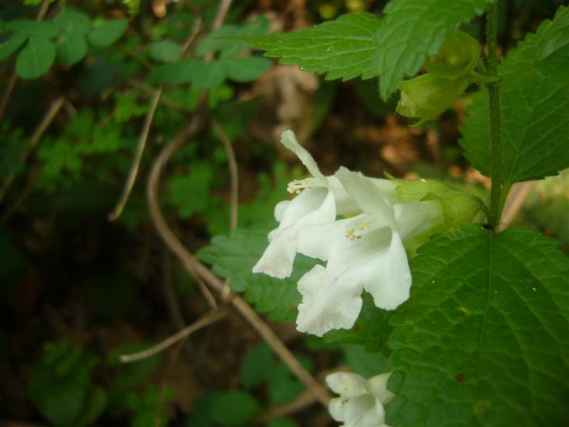 Fiori da identificare